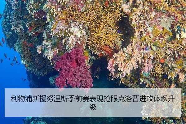 利物浦新援努涅斯季前赛表现抢眼克洛普进攻体系升级