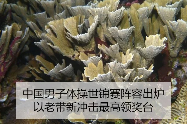 zhong-guo-nan-zi-ti-cao-shi-jin-sai-zhen-rong-chu-lu-yi-lao-dai-xin-chong-ji-zui-gao-ling-jiang-tai-2-996.jpg